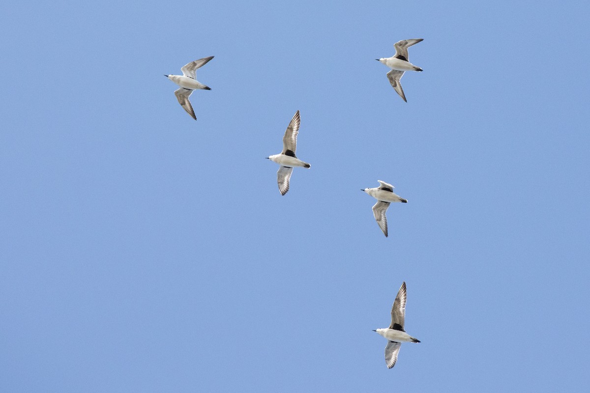 Black-bellied Plover - ML644955445