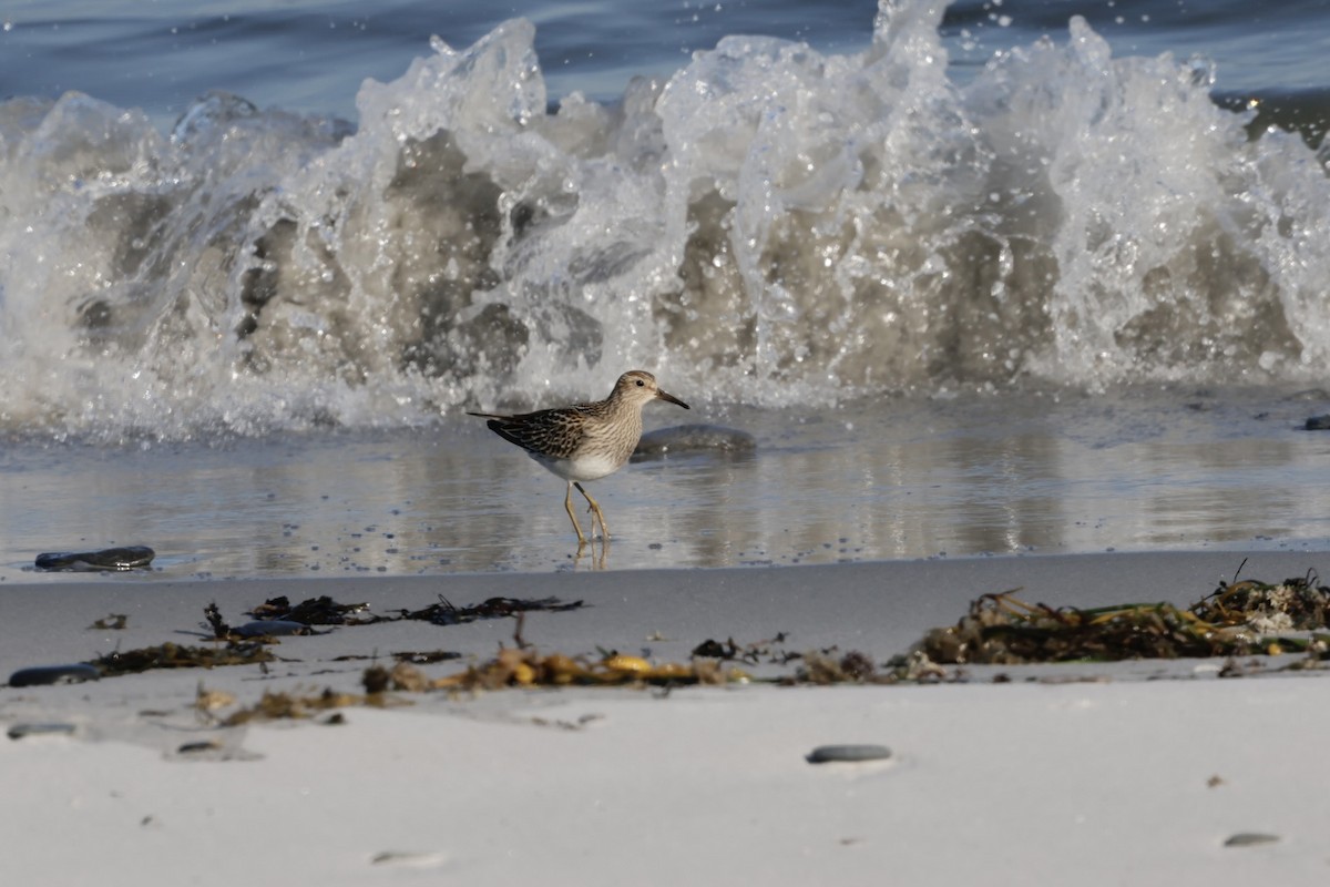 חופית כהת-חזה - ML644955449