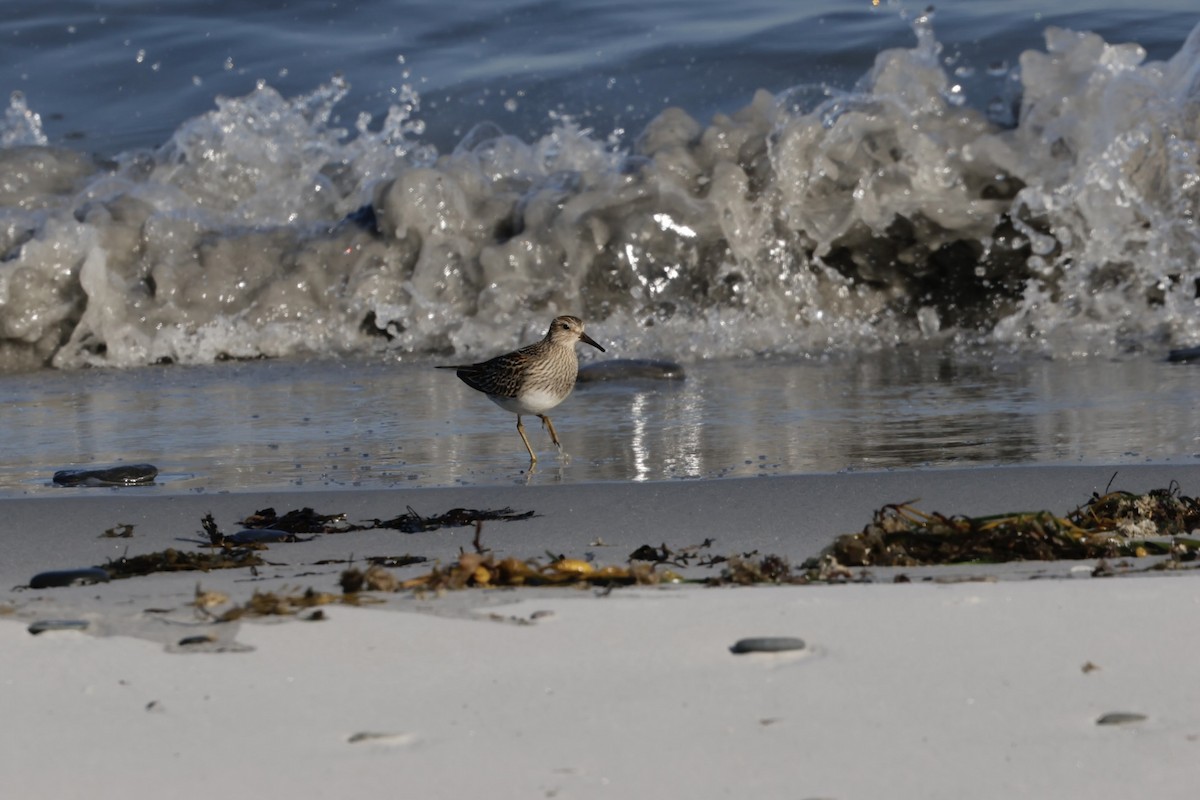 חופית כהת-חזה - ML644955450