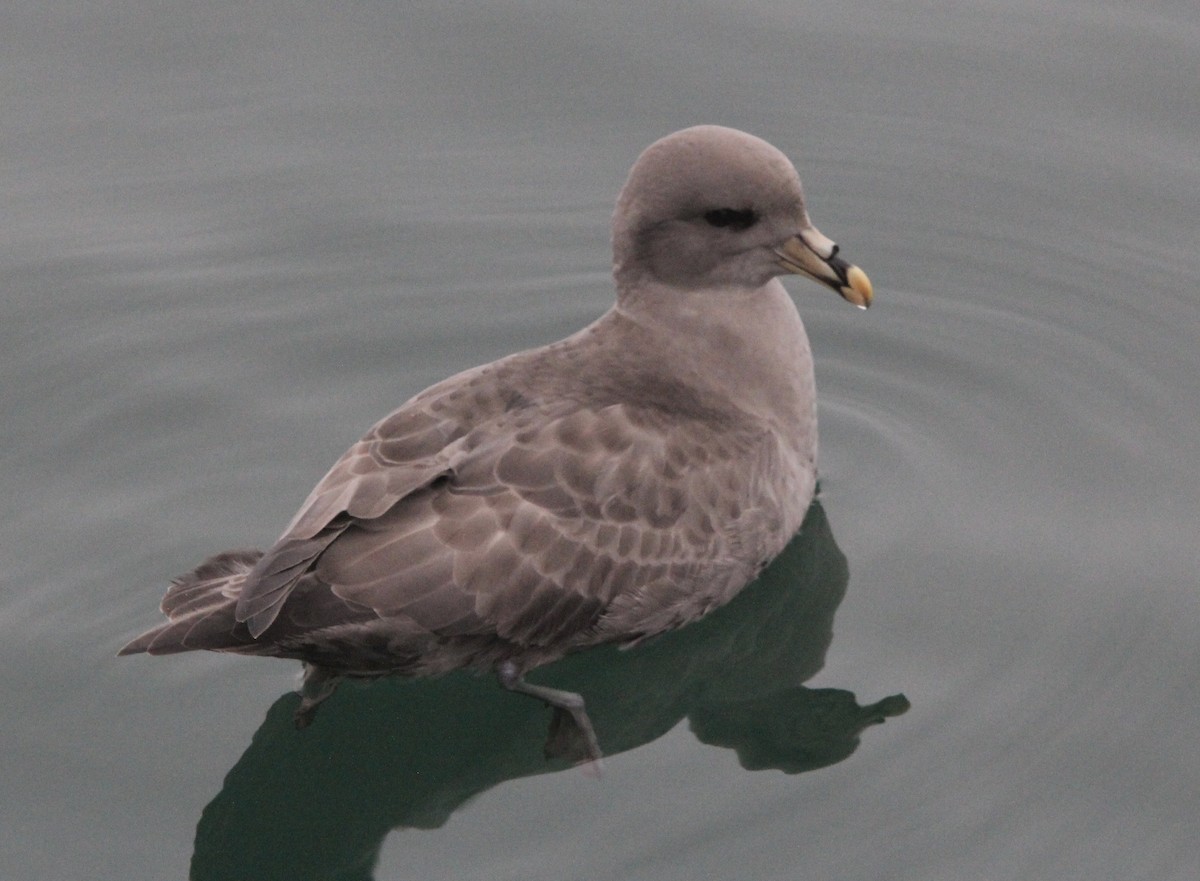 Northern Fulmar - ML644955462