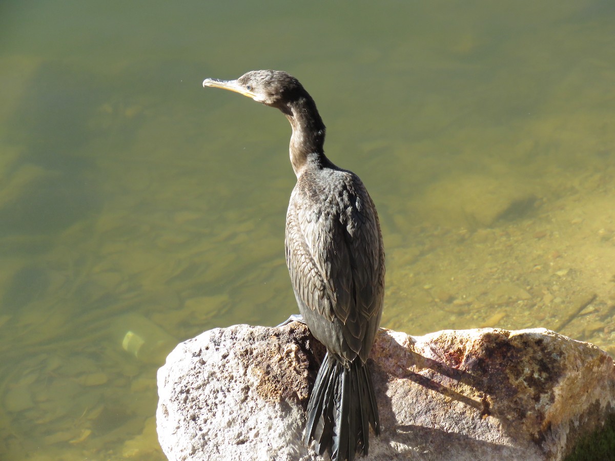 Neotropikal Karabatak - ML644955465