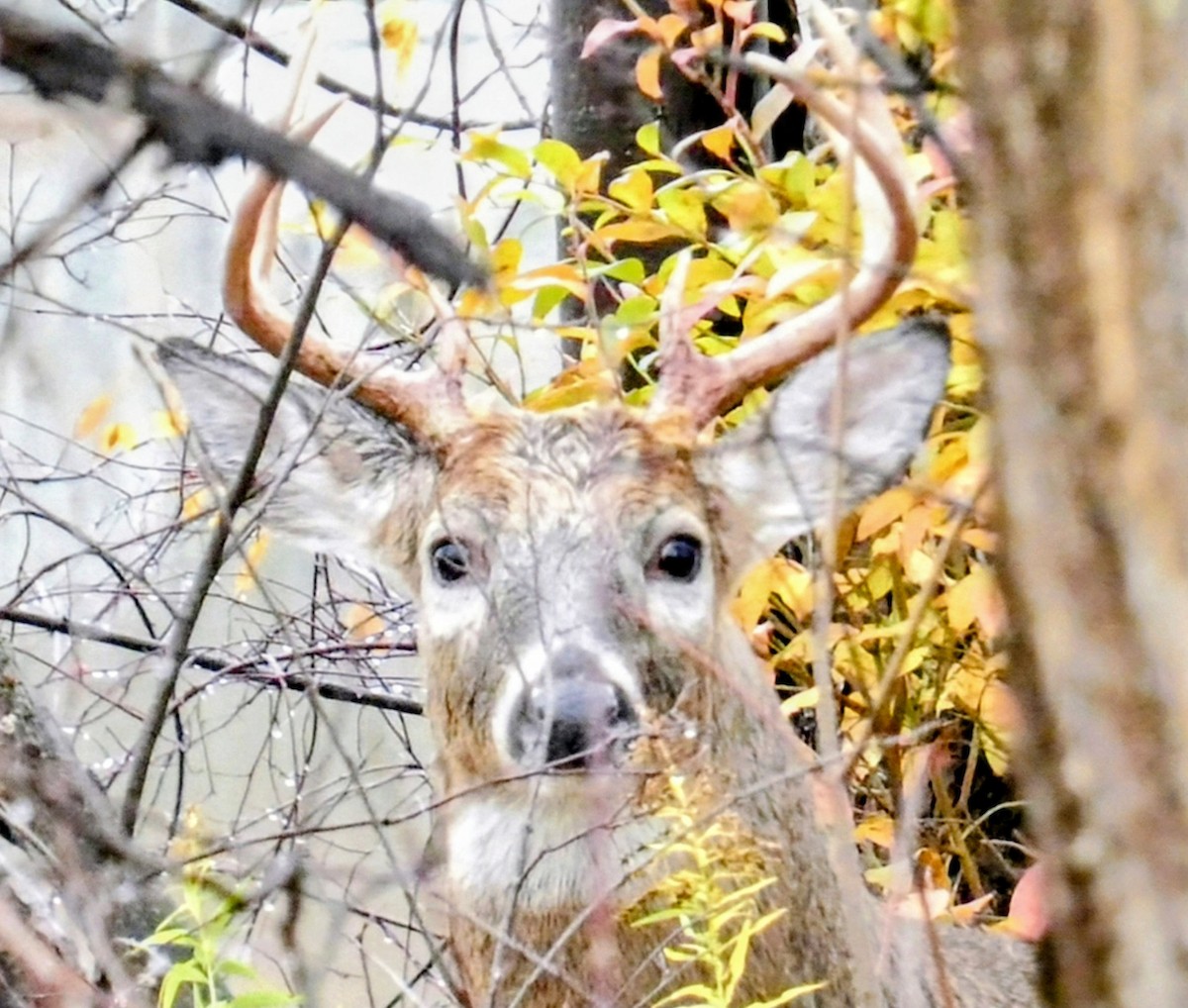 White-tailed Deer - ML644955475