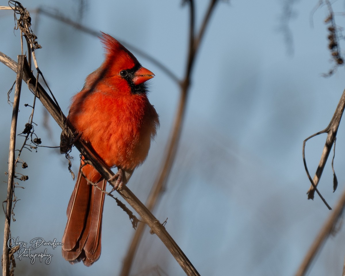 Northern Cardinal - ML644955476