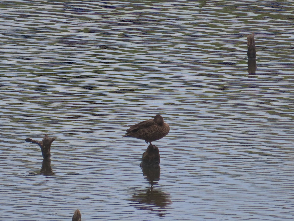 Chestnut Teal - ML644955477