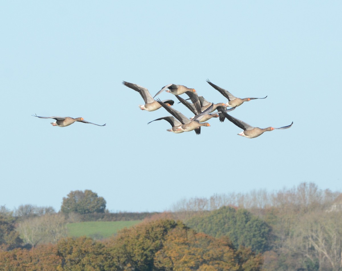 Graylag Goose - ML644955478