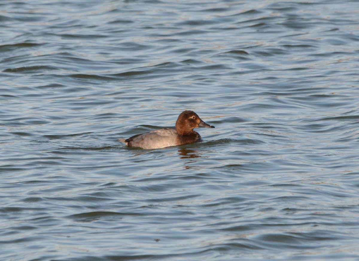 Common Pochard - ML644955489