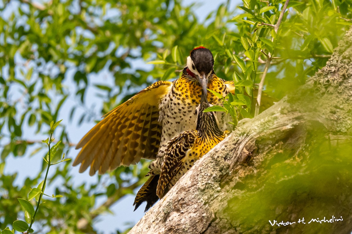 Декол плямистоволий - ML644955491