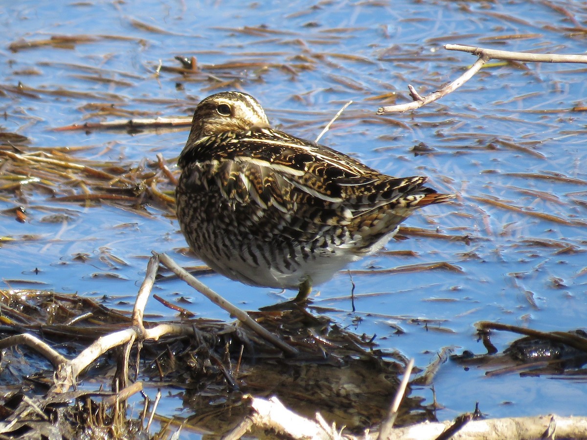 Wilson Suçulluğu - ML644955494