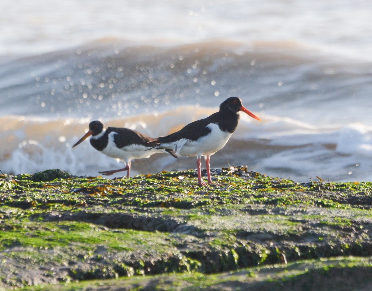 Eurasian Oystercatcher - ML644955499