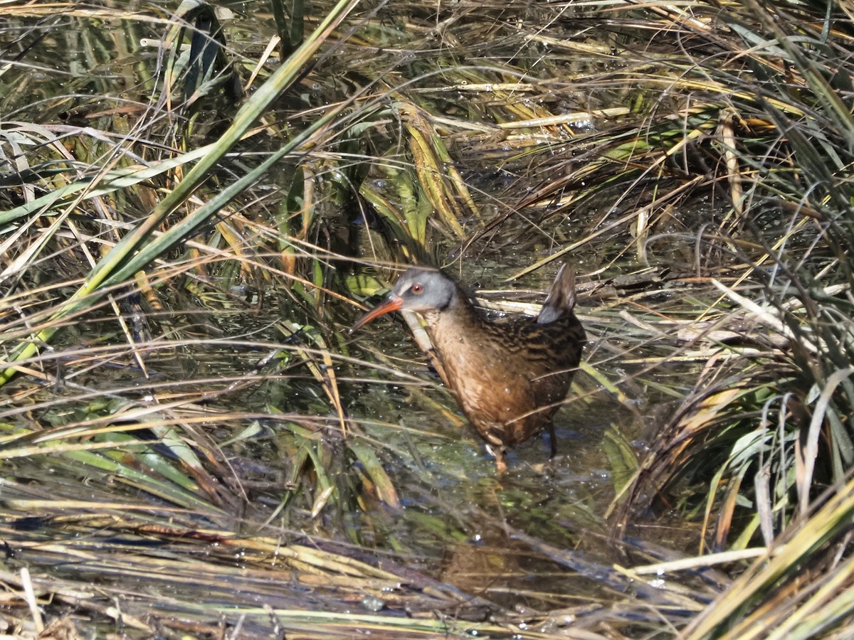 Пастушок віргінський - ML644955502