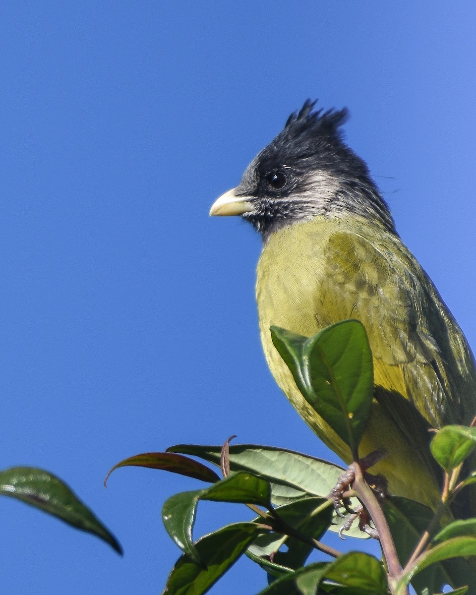 Crested Finchbill - ML644955507