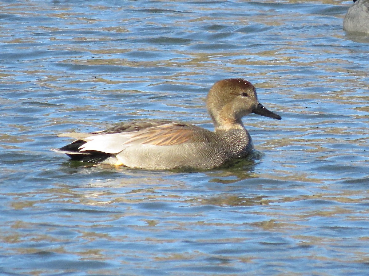 Boz Ördek - ML644955513