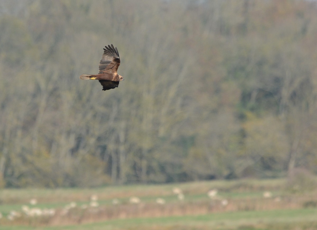 Western Marsh Harrier - ML644955514