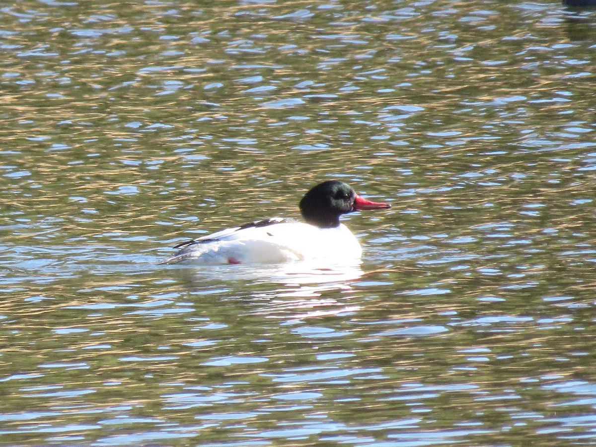 Büyük Tarakdiş - ML644955536