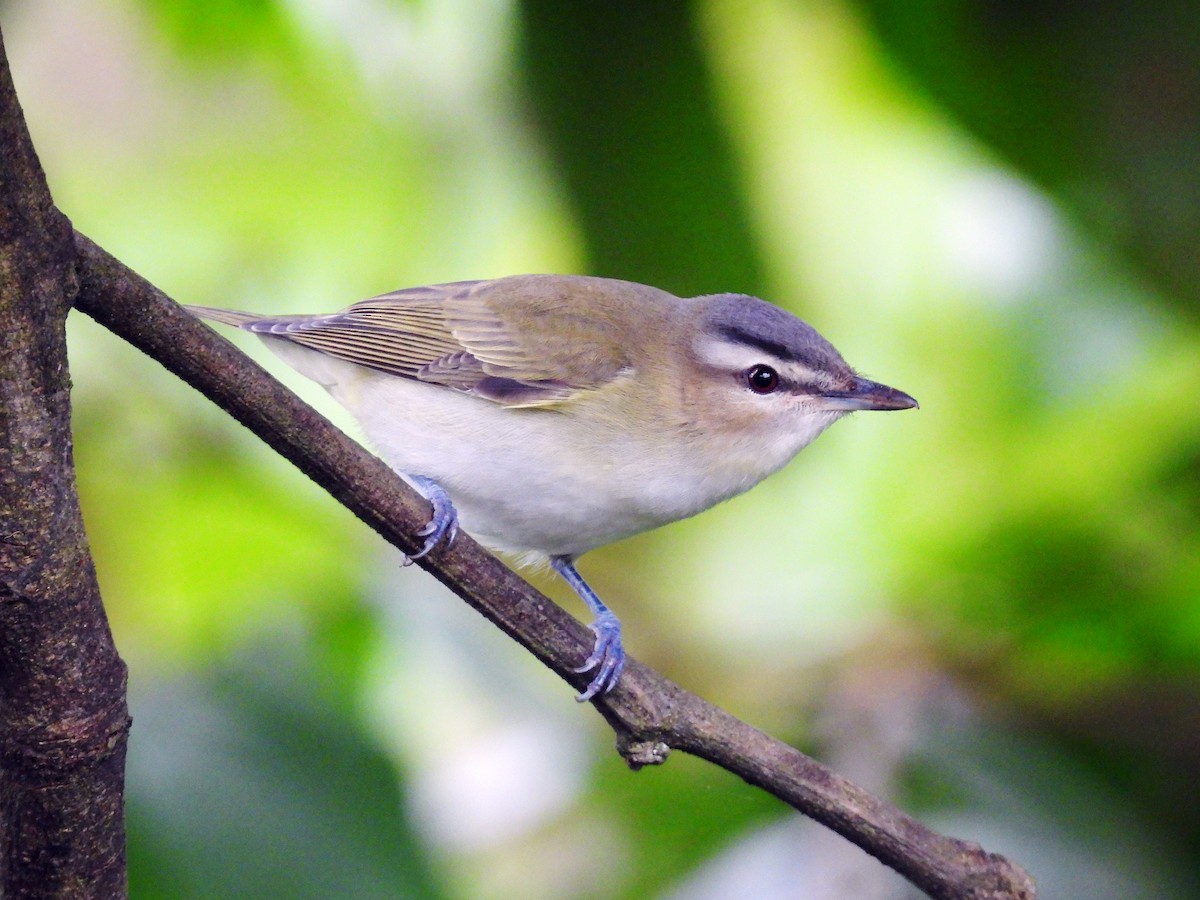 アカメモズモドキ - ML644955540