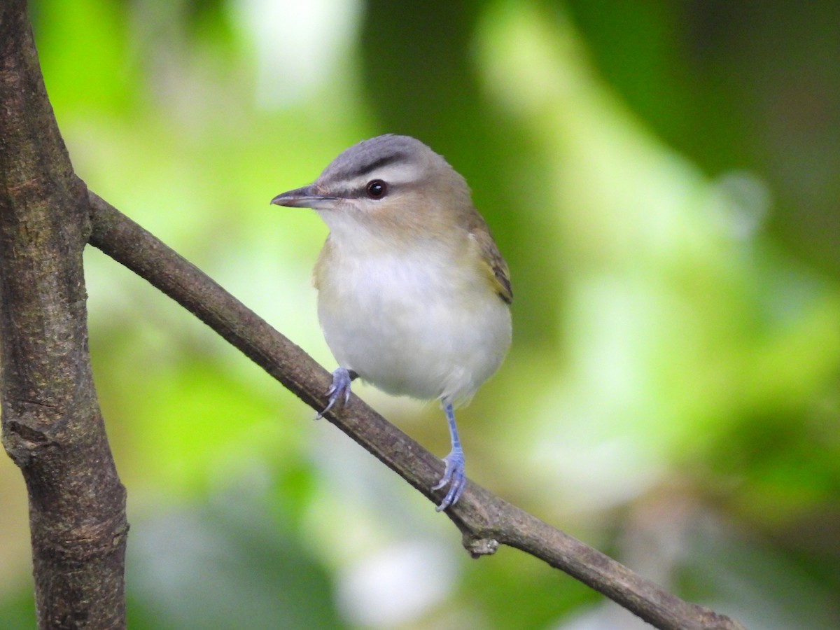 アカメモズモドキ - ML644955543