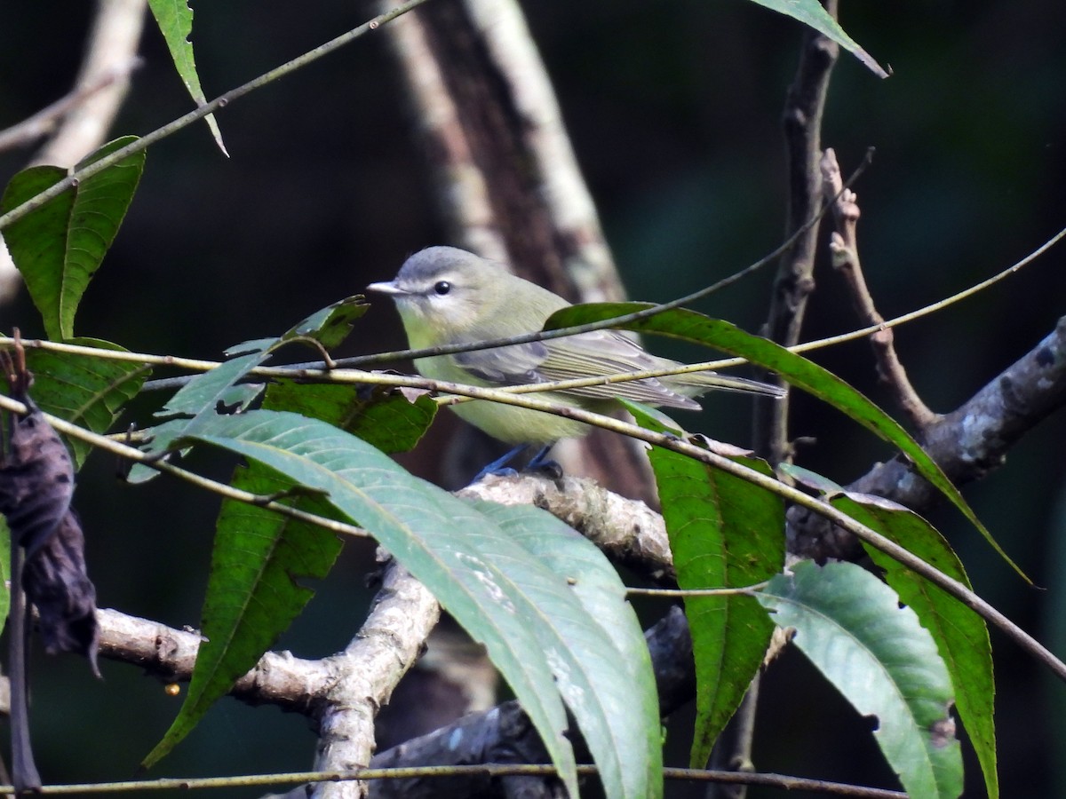 Philadelphia Vireo - ML644955547