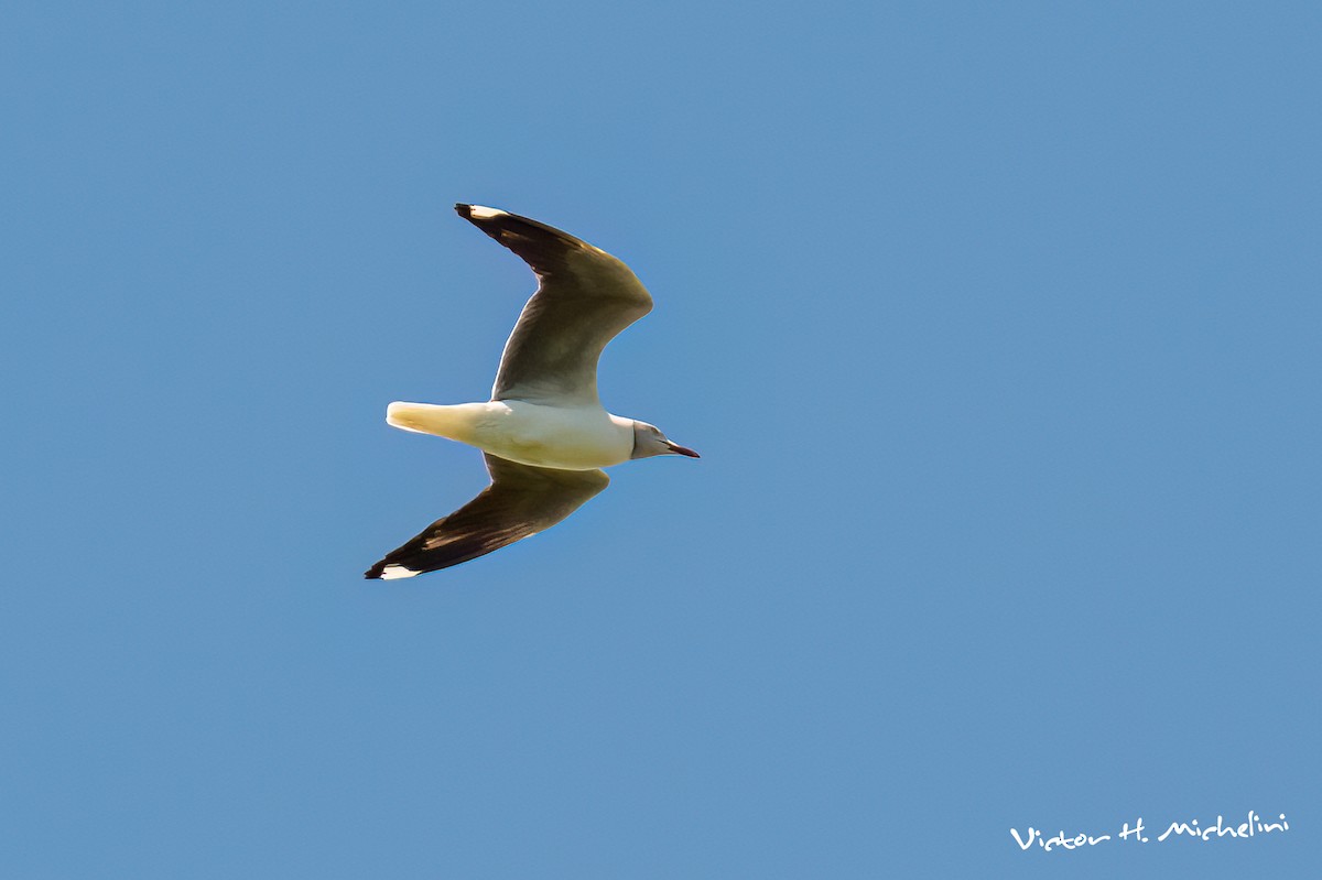 gråhodemåke - ML644955548