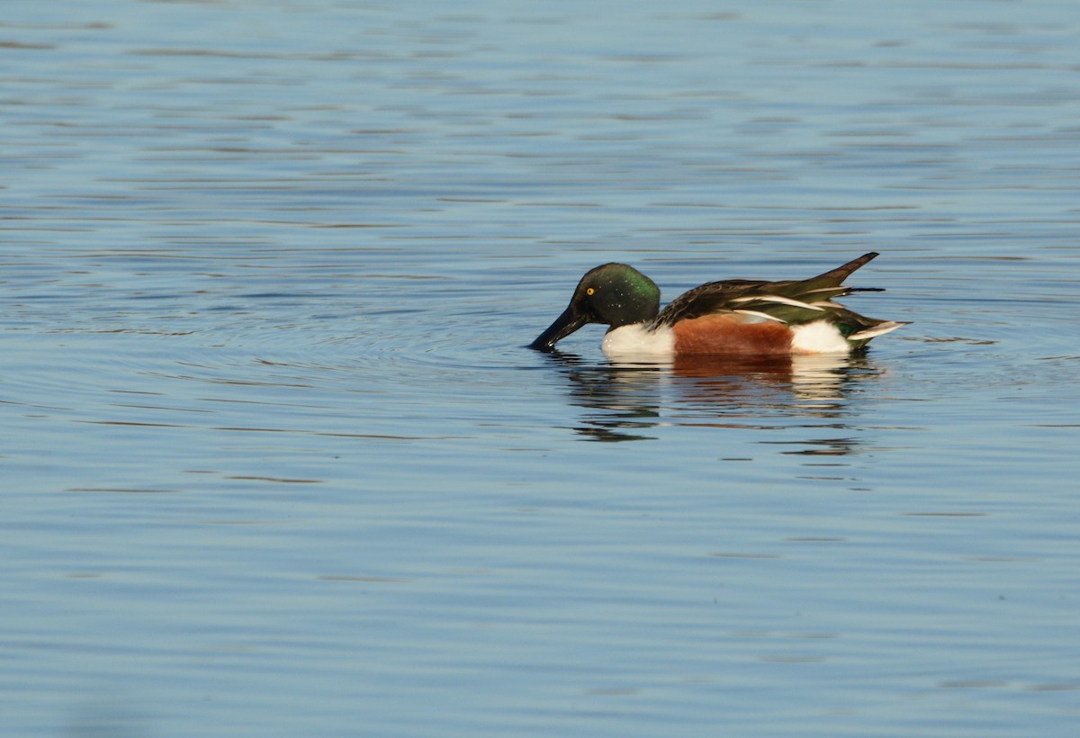 Northern Shoveler - ML644955552