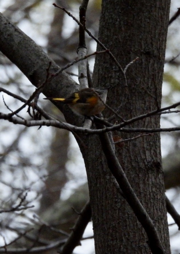 Горихвостковая древесница - ML644955554