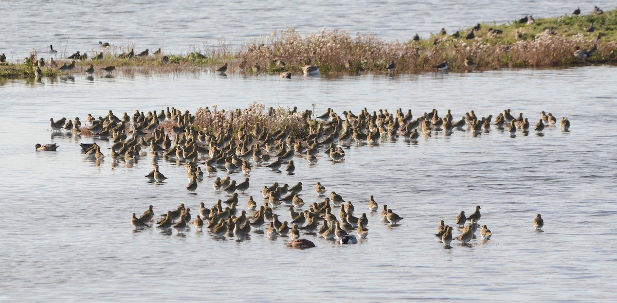 European Golden-Plover - ML644955583