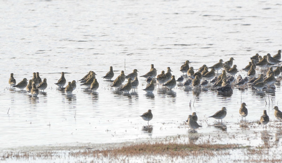 European Golden-Plover - ML644955584