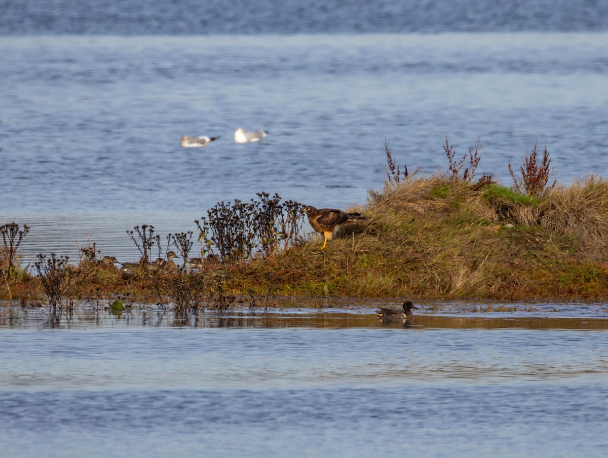 Northern Harrier - ML644955585
