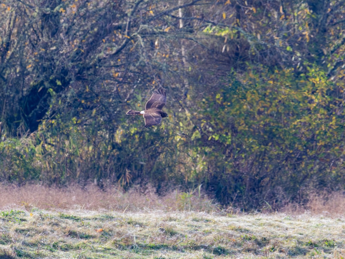 Northern Harrier - ML644955586