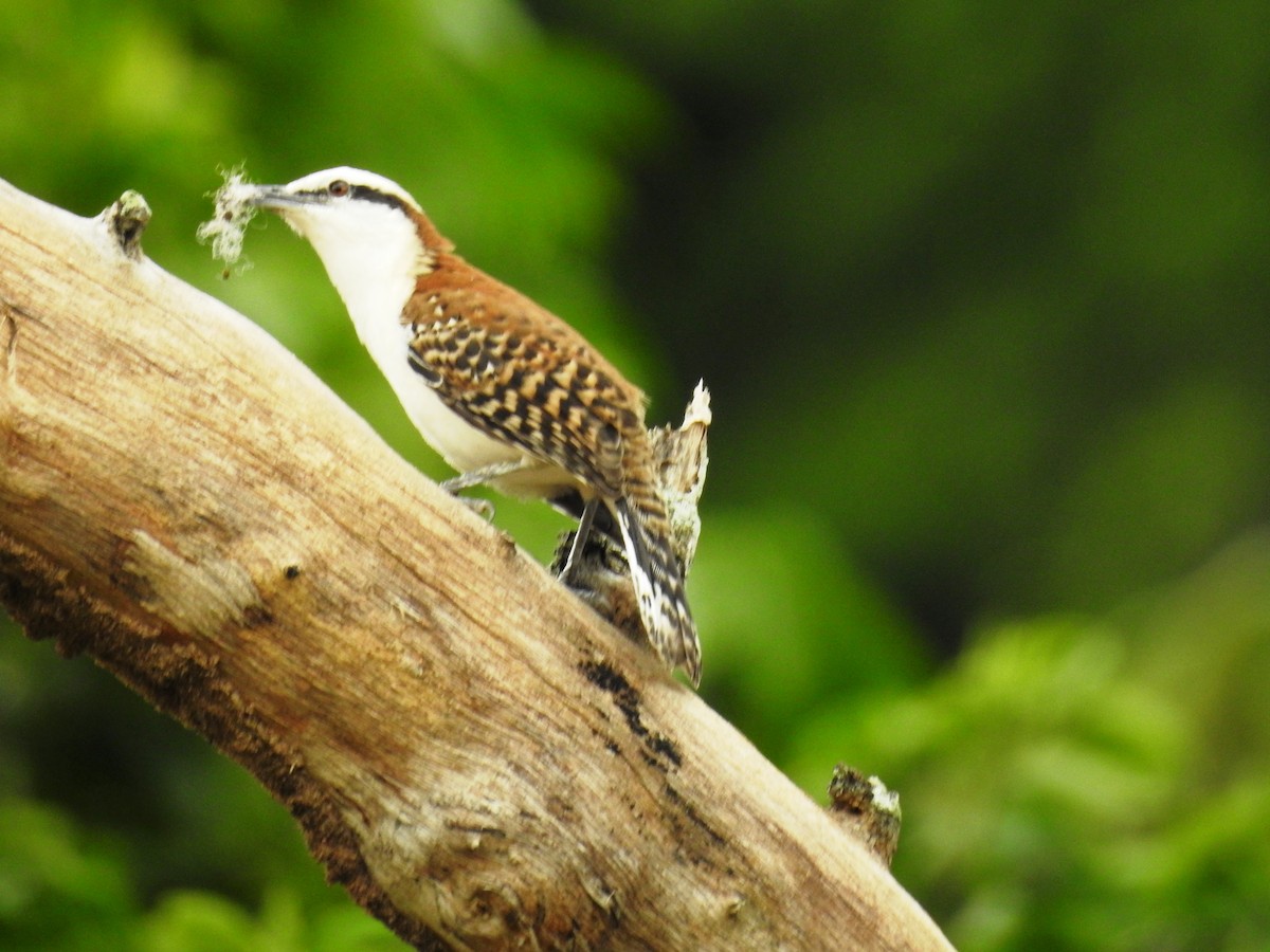 Rufous-backed Wren - ML644955596