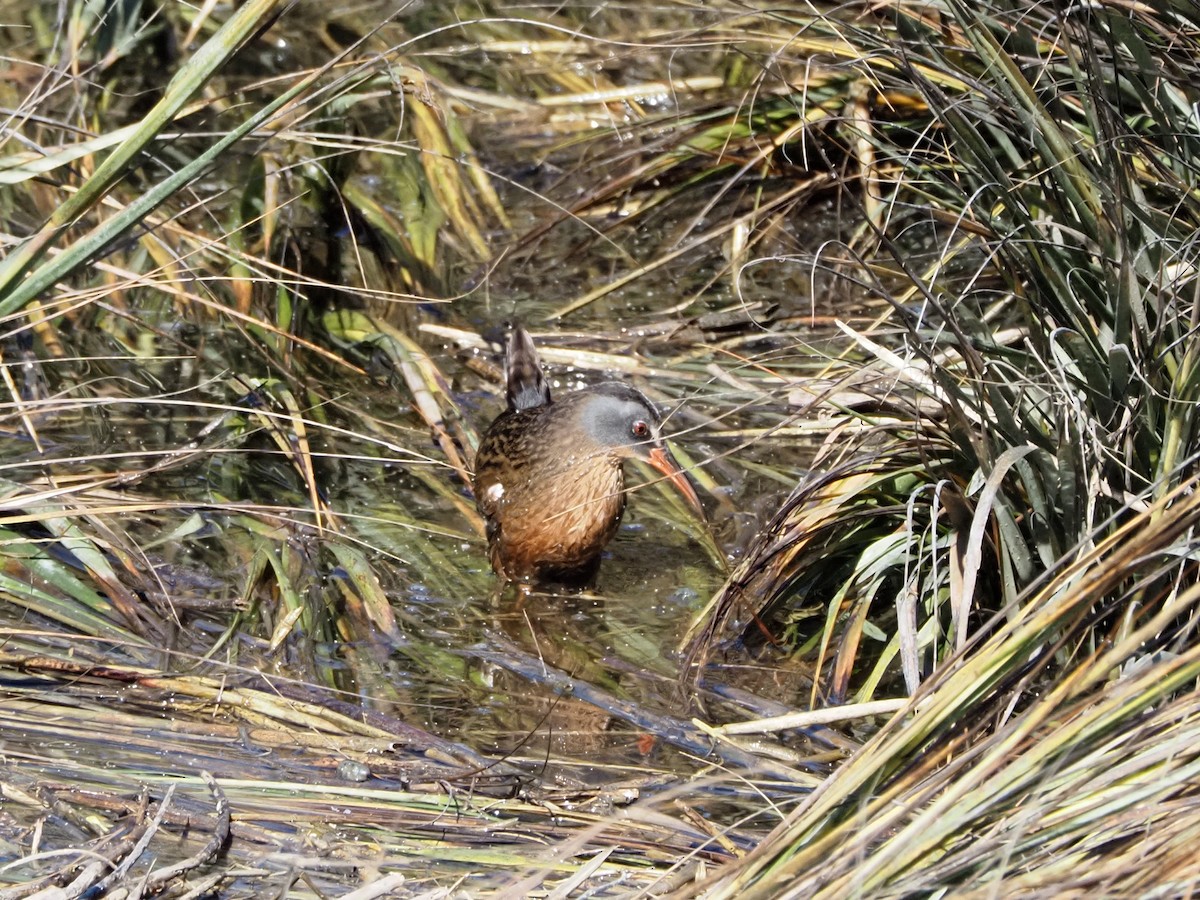 Пастушок віргінський - ML644955606