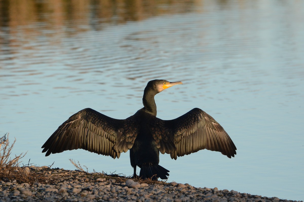 Great Cormorant - ML644955627