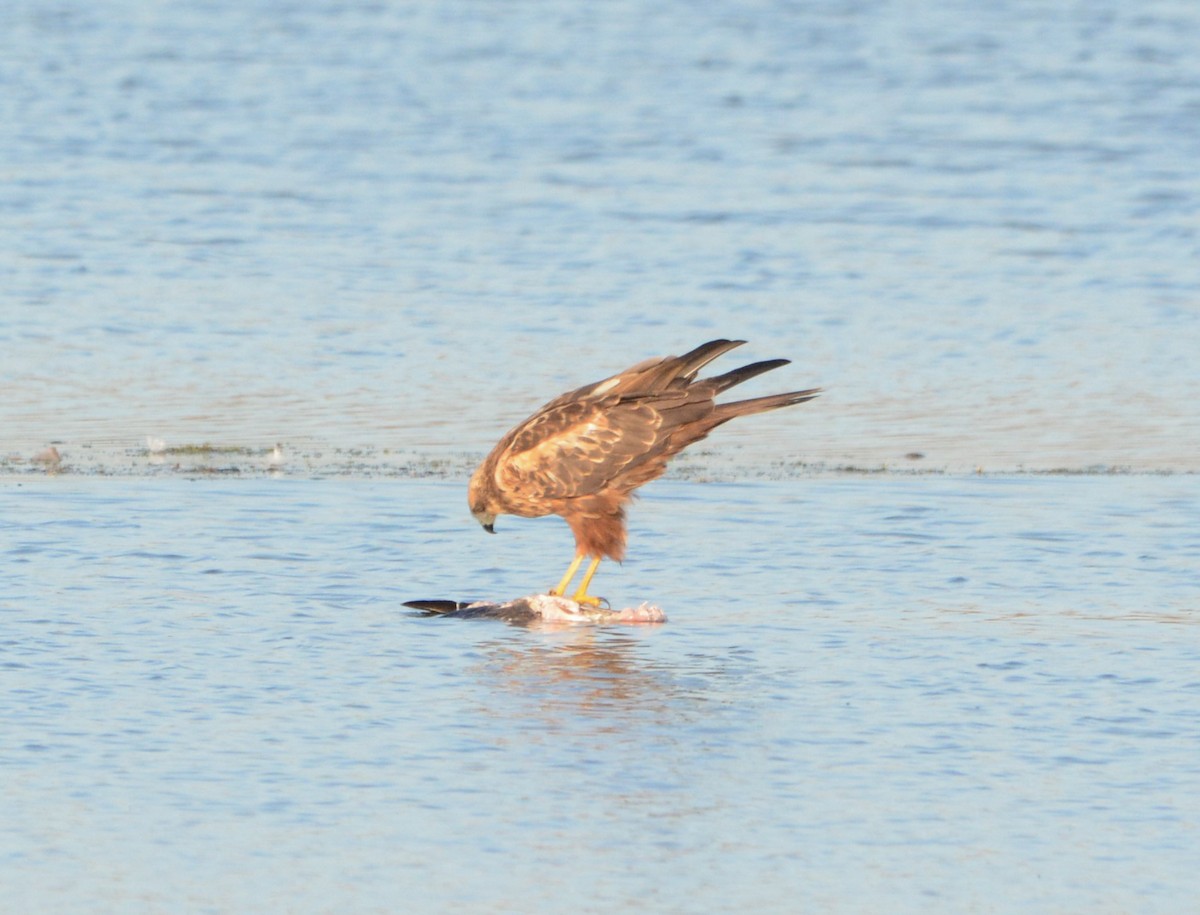 Western Marsh Harrier - ML644955641