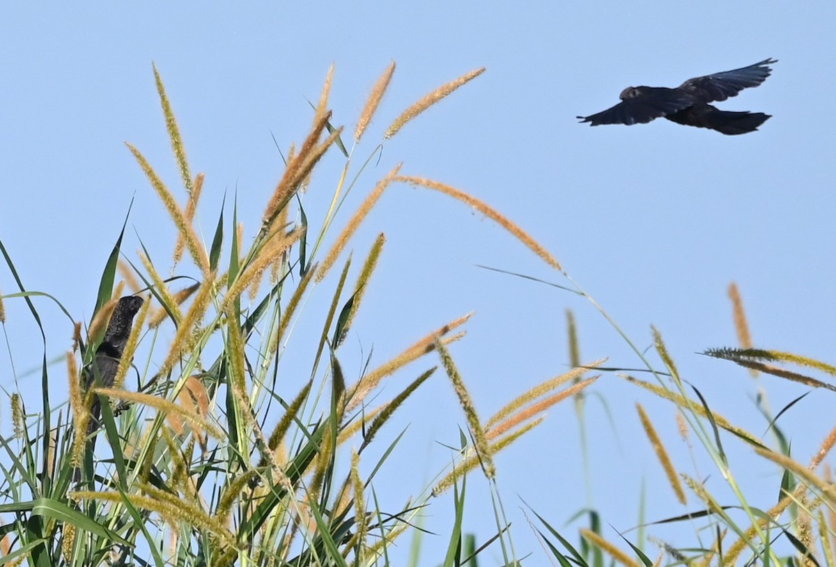 glattnebbani - ML644955643