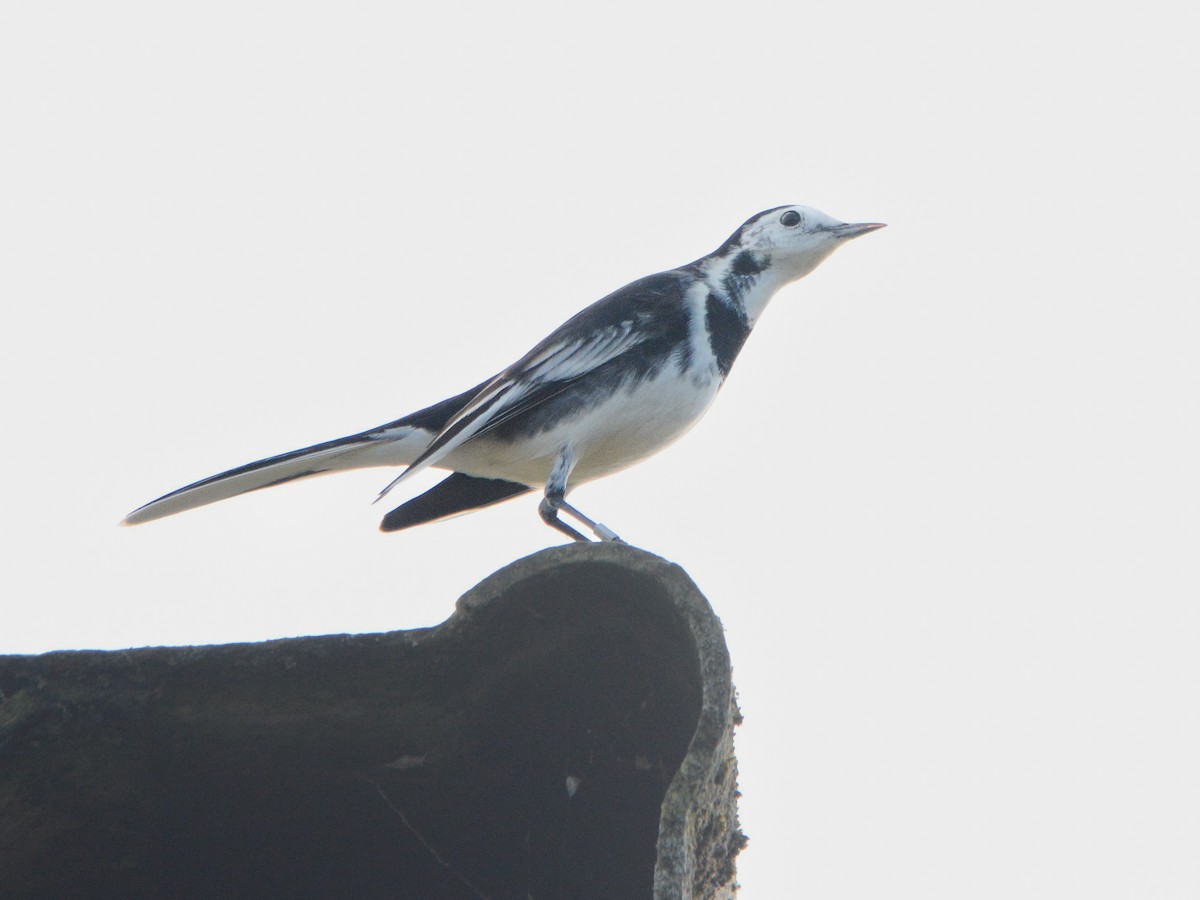 White Wagtail (British) - ML644955672