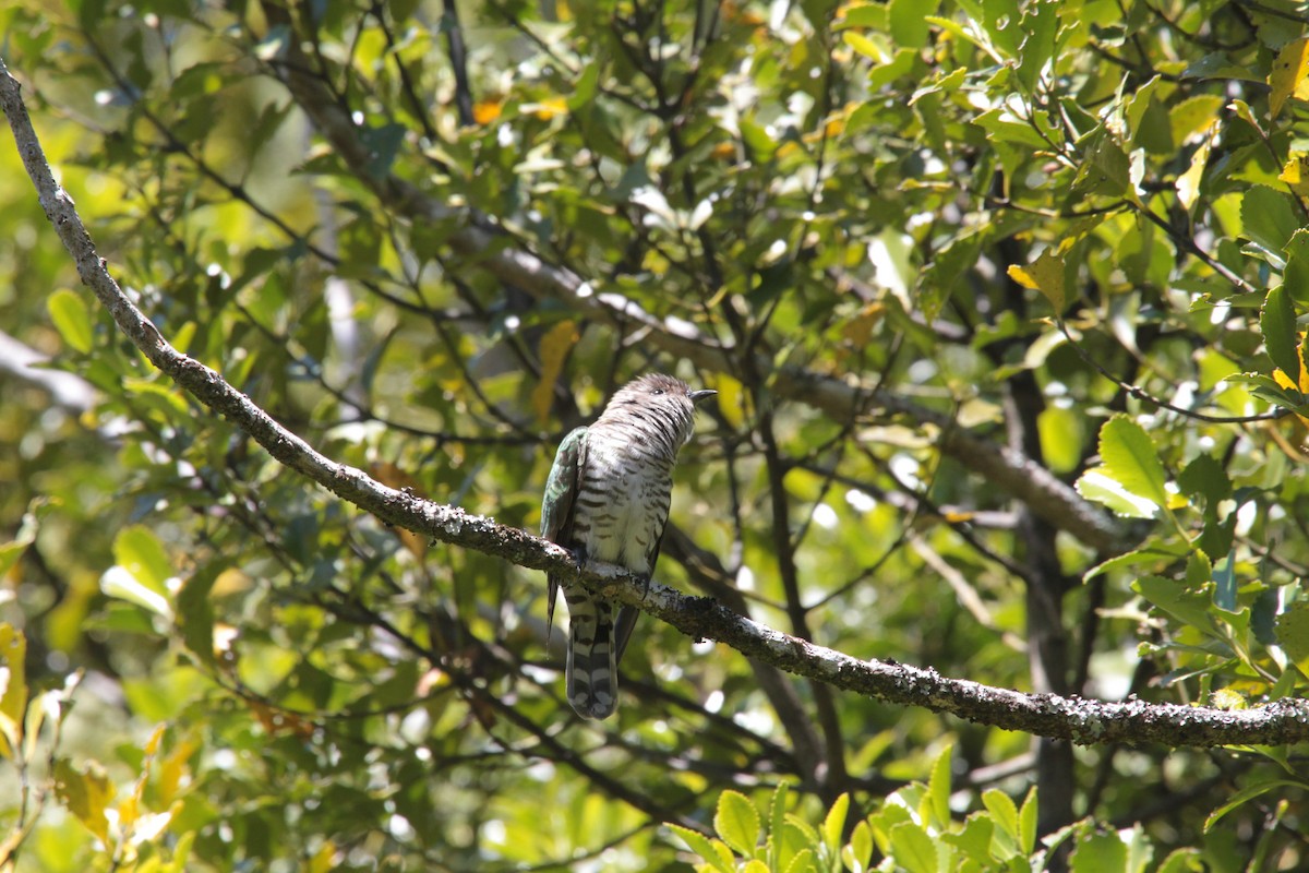 Shining Bronze-Cuckoo - ML644955674