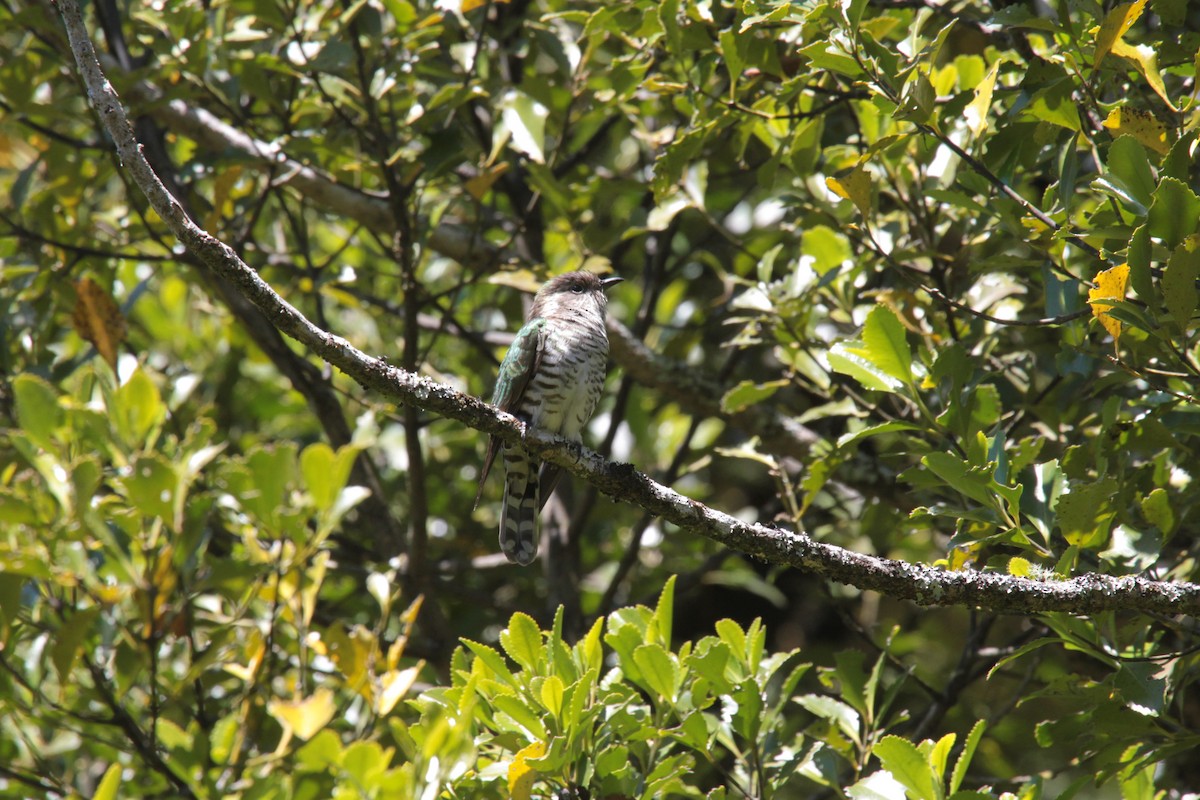 Shining Bronze-Cuckoo - ML644955675
