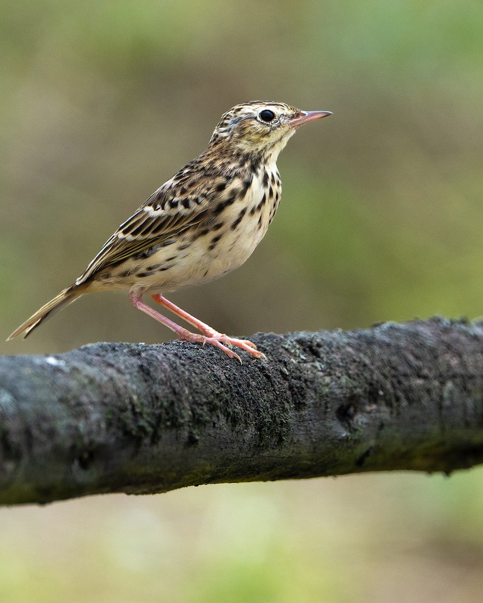 perupiplerke - ML644955681