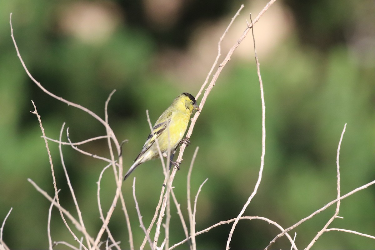 Black-chinned Siskin - ML644955688