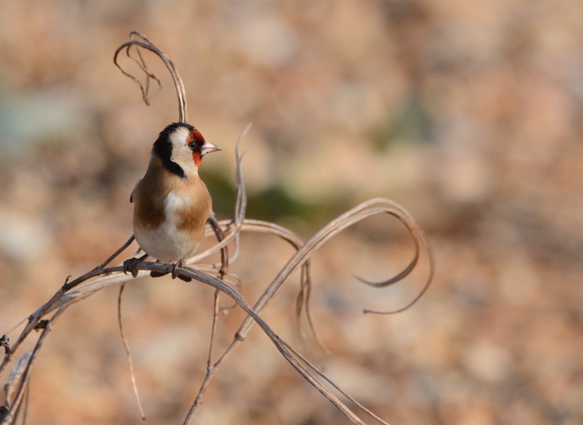 European Goldfinch - ML644955689