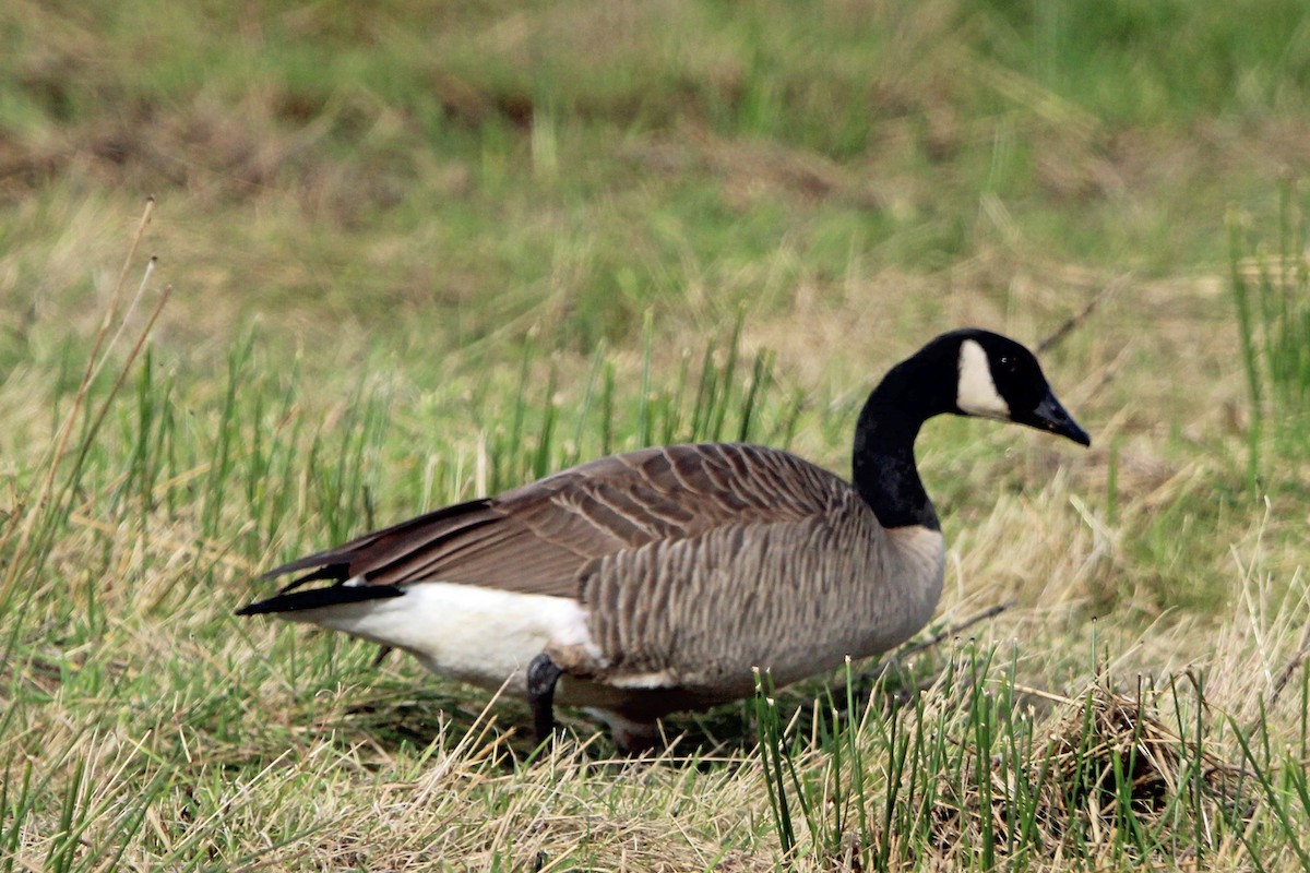 Canada Goose - ML644955690