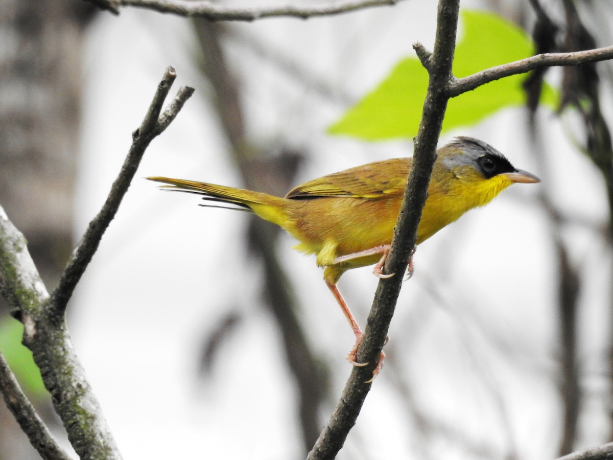 Gray-crowned Yellowthroat - ML644955692