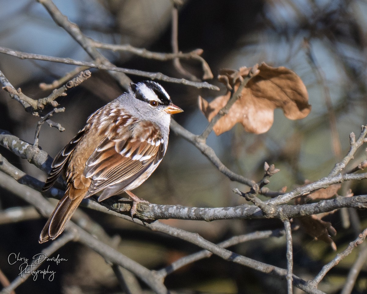 White-crowned Sparrow - ML644955694