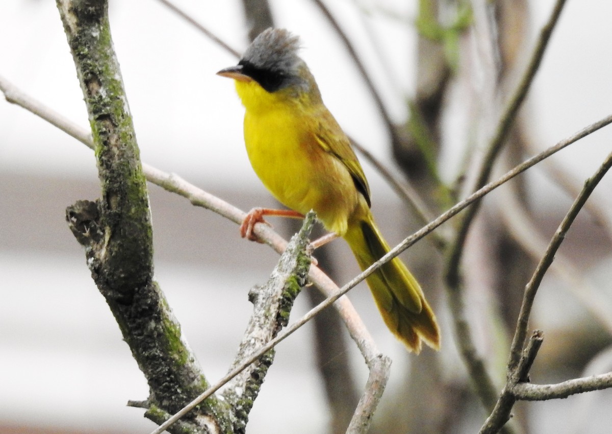 Gray-crowned Yellowthroat - ML644955696