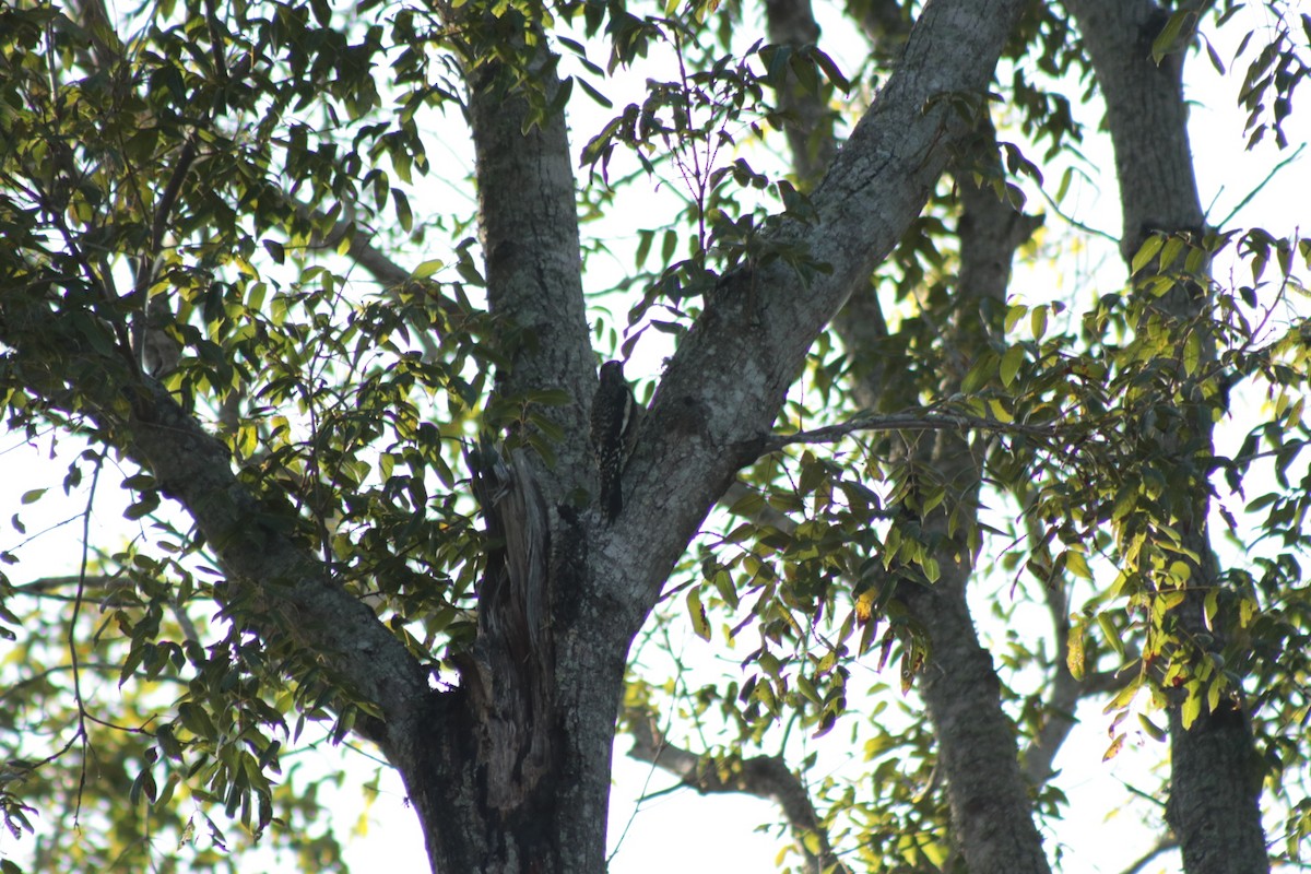 Желтобрюхий дятел-сокоед - ML644955706