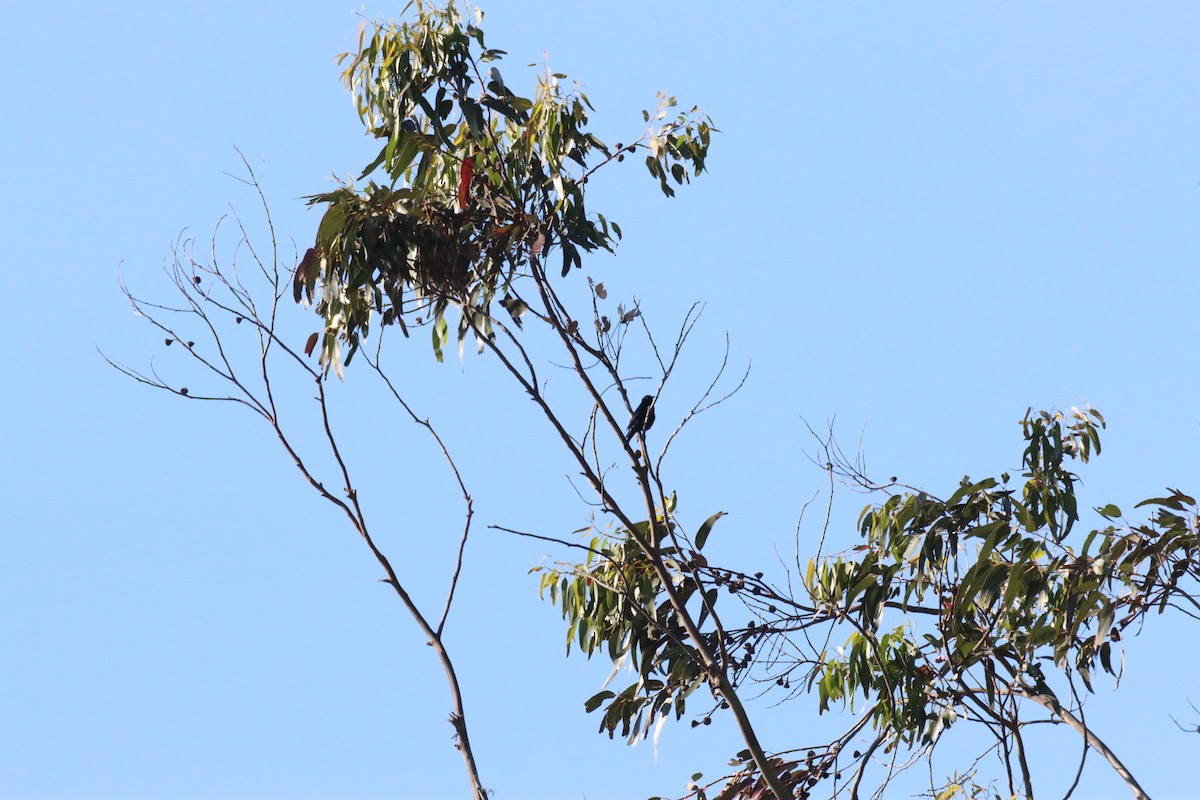 Austral Blackbird - ML644955716