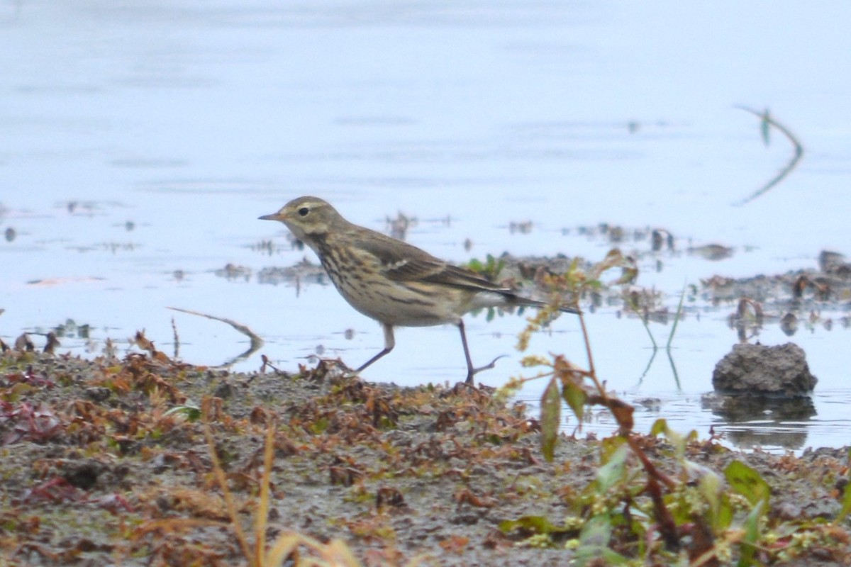 American Pipit - ML644955722
