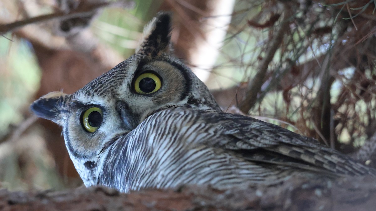 Great Horned Owl - ML644955730