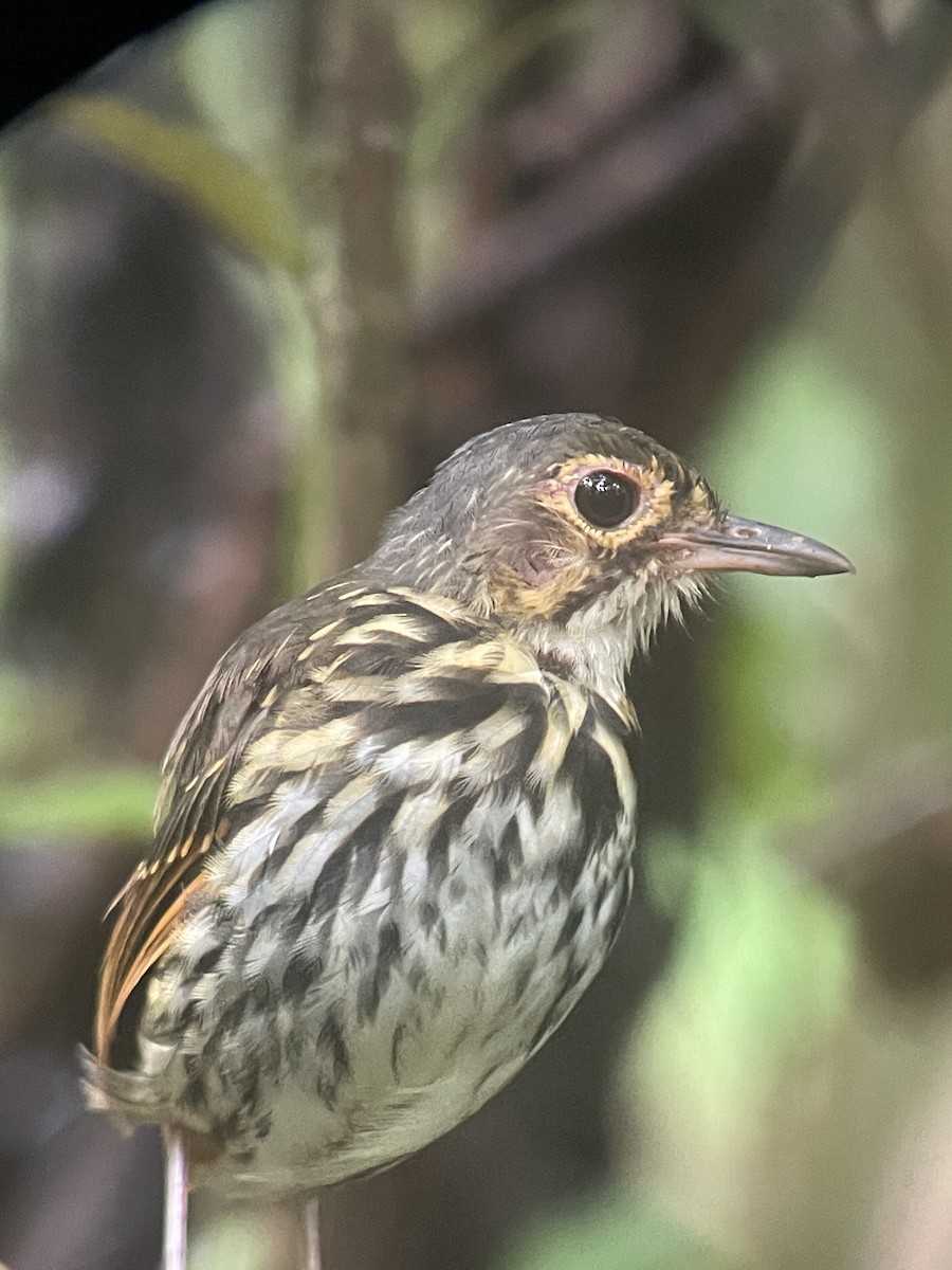 Streak-chested Antpitta - ML644955734