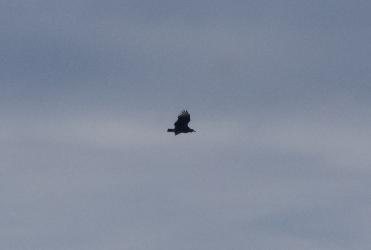 Чёрная катарта - ML644955764