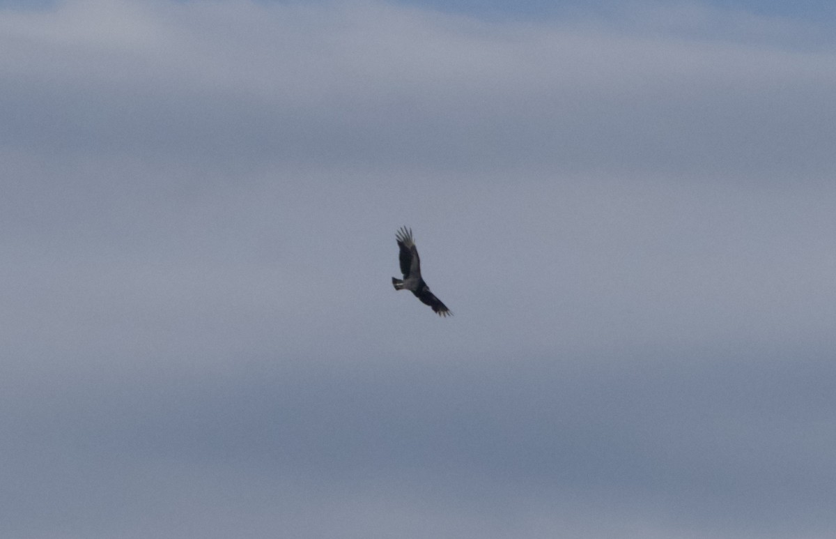 Чёрная катарта - ML644955765